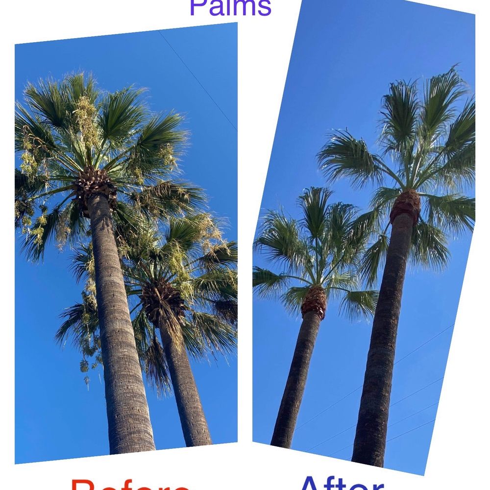 Gomez Tree Service - Washington Palms Before and After - Tree Services Near Me Gomez Tree Service - Washington Palms Before and After - Tree Services Near Me