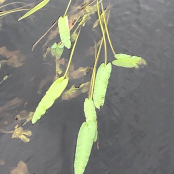 Waccamaw River Tours - Plant Life - Tours Near Me - Myrtle Beach, South Carolina Waccamaw River Tours - Plant Life - Tours Near Me - Myrtle Beach, South Carolina