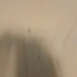 Blood stain Blood stain
