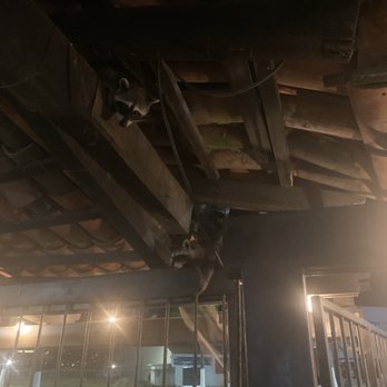 Los Mapaches - Tacos Near Me - Puerto Vallarta, JAL