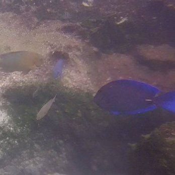 Xel-Há - Great snorkeling - Amusement Parks Near Me - Tulum, ROO Xel-Há - Great snorkeling - Amusement Parks Near Me - Tulum, ROO