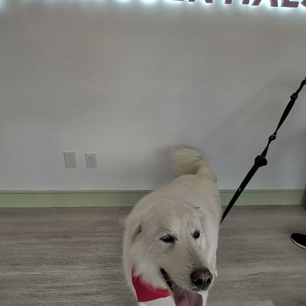 Pawssentials - Pet Groomers Near Me - Milpitas, California