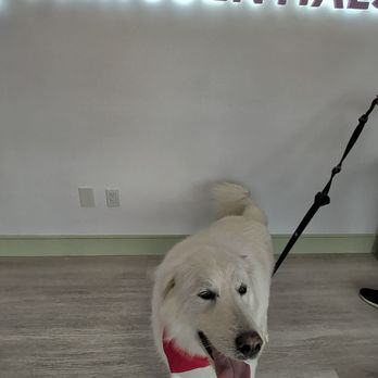 Pawssentials - Pet Groomers Near Me - Milpitas, California