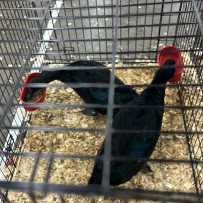 Cackle Hatchery® by null