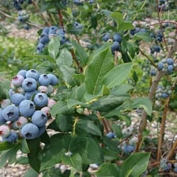Woodland Enterprises - The berries are so yummy, couldn't help but sneak a few bites while picking...