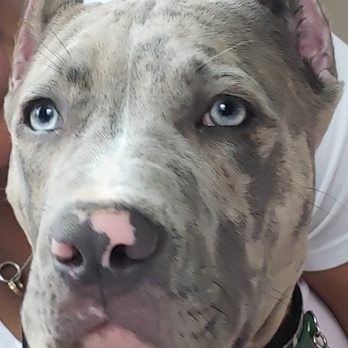 Pender Veterinary Centre - Fairfax - Beautiful ears - Veterinarians Near Me - Fairfax, Virginia Pender Veterinary Centre - Fairfax - Beautiful ears - Veterinarians Near Me - Fairfax, Virginia