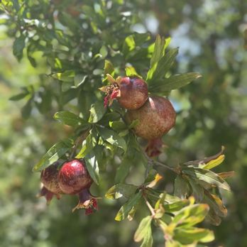 Arboretum and Botanical Garden - Pomegranate - Botanical Gardens Near Me - Fullerton, California Arboretum and Botanical Garden - Pomegranate - Botanical Gardens Near Me - Fullerton, California
