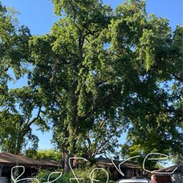 Old Valley oak tree