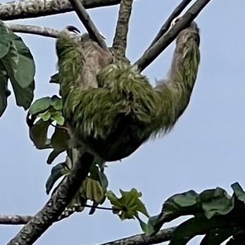 Odysseys Unlimited - Three toed sloth (male) - Travel Services Near Me - Newton, Massachusetts Odysseys Unlimited - Three toed sloth (male) - Travel Services Near Me - Newton, Massachusetts