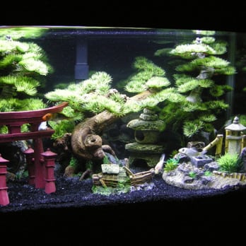 LotsaFishies Aquarium Service - Ten gallon Betta tank. - Aquarium Services Near Me LotsaFishies Aquarium Service - Ten gallon Betta tank. - Aquarium Services Near Me