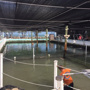 Hidden Harbor Turtle Hospital - The side pools & big main pool - Veterinarians Near Me - Marathon, Florida