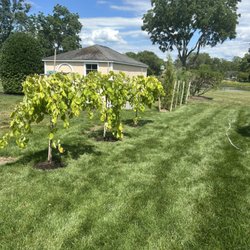 Magothy Landscapes - Tree installation project