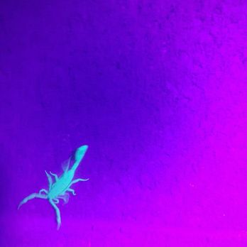 911 Bugbusters - Under a black light night service great for seeing how bad an issue can be - Pest Control Near Me 911 Bugbusters - Under a black light night service great for seeing how bad an issue can be - Pest Control Near Me