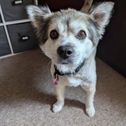 Pet Spa - jackie