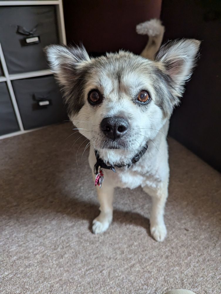 Pet Spa Image