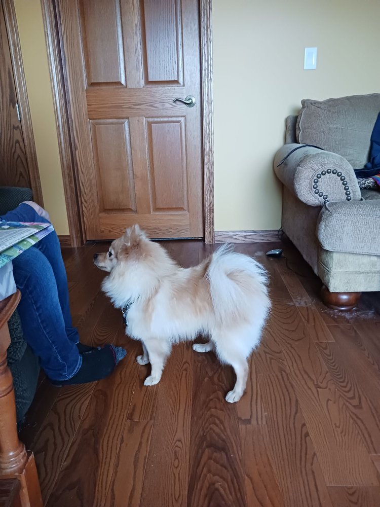 KISS MY MUTTS DOG GROOMING Updated May 2024 10 Photos 4215