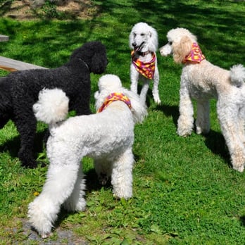Inn At The Ridge - Mindy and Buddy with two friends - Bed & Breakfast Near Me - Wallkill, New York Inn At The Ridge - Mindy and Buddy with two friends - Bed & Breakfast Near Me - Wallkill, New York