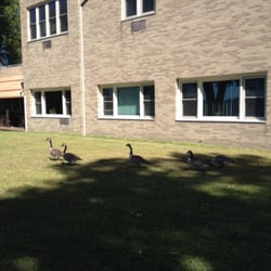 Dominican Sisters of the Hope - Meet the geese
