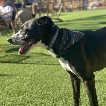 DOG PPL - Louie - Dog Parks Near Me - Santa Monica, California DOG PPL - Louie - Dog Parks Near Me - Santa Monica, California