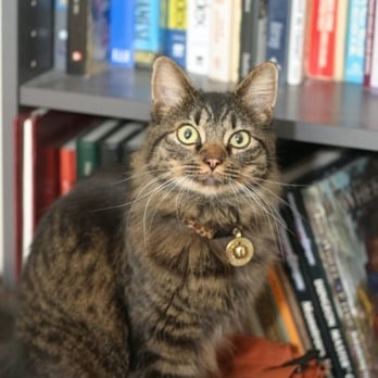 Town Cats - Ohai! - Animal Shelters Near Me