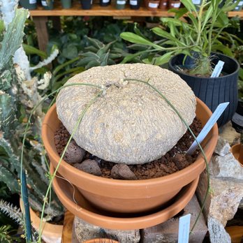 Plant Shop Chicago - Nurseries & Gardening Near Me - Chicago, Illinois Plant Shop Chicago - Nurseries & Gardening Near Me - Chicago, Illinois