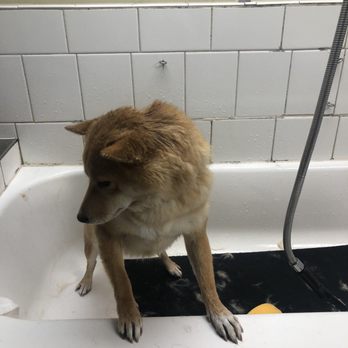 Blue Collar Doghouse - Pet Groomers Near Me - Edmonds, Washington Blue Collar Doghouse - Pet Groomers Near Me - Edmonds, Washington