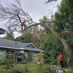 Rise and Grind Tree Solutions