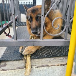 My baby enjoying a fish scales treat My baby enjoying a fish scales treat