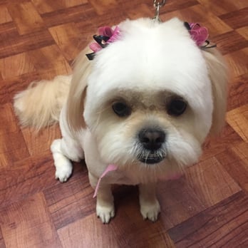 Diamond Bar Grooming - Bows on the ears are a nice touch. - Pet Groomers Near Me - Diamond Bar, California