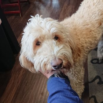 Miramonte Winery - Mojo is the cutest pup ever! - Wineries Near Me - Temecula, California Miramonte Winery - Mojo is the cutest pup ever! - Wineries Near Me - Temecula, California