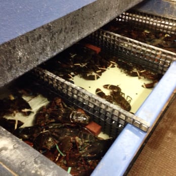 James Hook & Co - Large lobsters - Seafood Near Me - Boston, Massachusetts