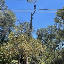 OV Tree Care