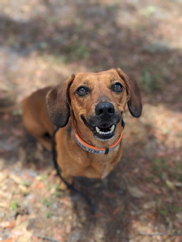 Happy Tails Haven Pet Care Image