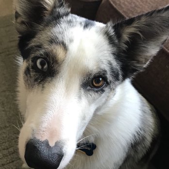 The Canine Mind - Thank you, Alex! - Pet Training Near Me - Salt Lake City, Utah The Canine Mind - Thank you, Alex! - Pet Training Near Me - Salt Lake City, Utah