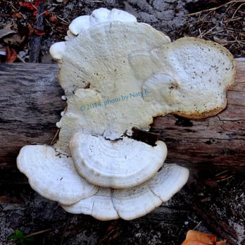 Bear Cut Preserve - Fungus growth on bark. - Hiking Near Me - Key Biscayne, Florida Bear Cut Preserve - Fungus growth on bark. - Hiking Near Me - Key Biscayne, Florida