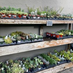Dig Gardens - Succulents