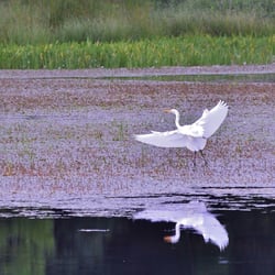 Susan's Pleasant Pheasant Farm - The bird life is amazing. Great Egret, Great Blue Heron, Eagles, Osprey, Beavers and nature abound.