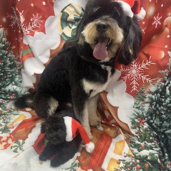 Paw-Lished Pets Salon - Pet Groomers Near Me - Las Vegas, Nevada
