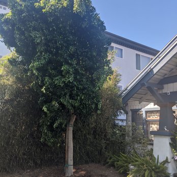 Moon Valley Nurseries - Mature Indian Laurel (ficus) - Nurseries & Gardening Near Me - La Verne, California