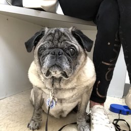 Max waiting on his favorite " Dr. Barta " Max waiting on his favorite " Dr. Barta "