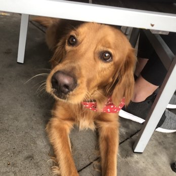 Hash Kitchen - Dozer enjoying the patio. - Breakfast & Brunch Near Me - Chandler, Arizona
