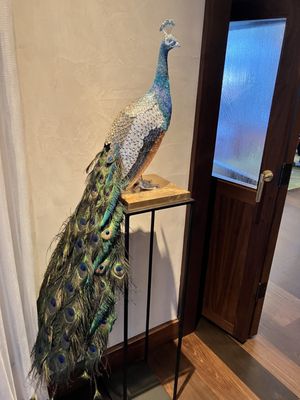 Juno & The Peacock by null