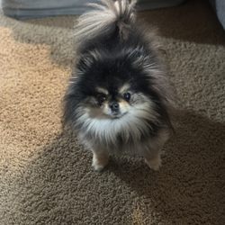 Waite Park Veterinary Hospital - Pixie