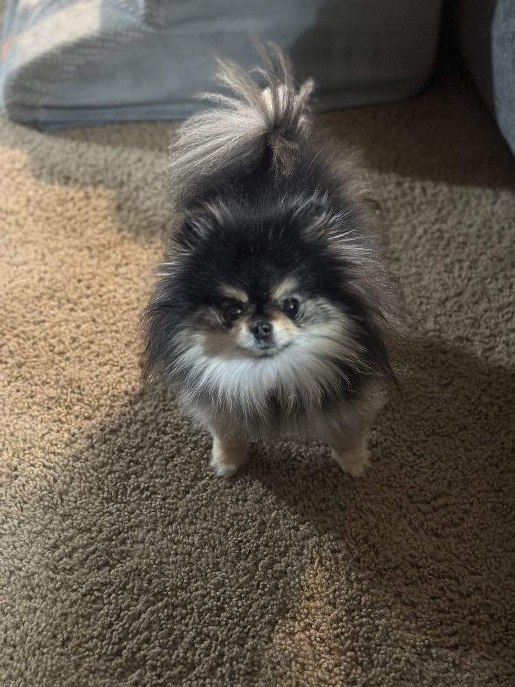 WAITE PARK VETERINARY HOSPITAL Updated September 2024 12 Reviews 37 2nd Ave S, Waite Park