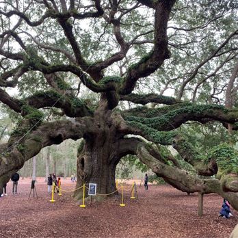 Angel Oak - Angel oak tree - Parks Near Me - Johns Island, South Carolina