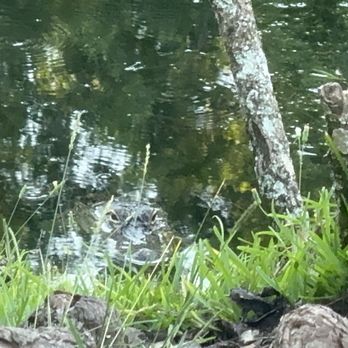 Barefoot Suites - My prehistoric neighbor. - Hotels Near Me - Kissimmee, Florida Barefoot Suites - My prehistoric neighbor. - Hotels Near Me - Kissimmee, Florida