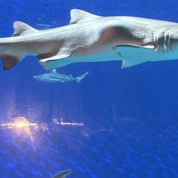 Downtown Aquarium - Exhibit - Museums Near Me - Denver, Colorado Downtown Aquarium - Exhibit - Museums Near Me - Denver, Colorado
