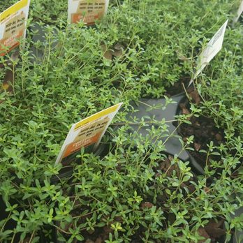 The Home Depot - Bunches of creeping thyme! - Nurseries & Gardening Near Me - Baltimore, Maryland The Home Depot - Bunches of creeping thyme! - Nurseries & Gardening Near Me - Baltimore, Maryland