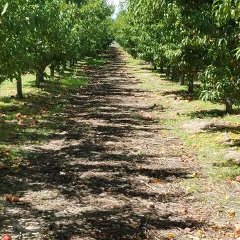 Apple Annie's Orchard - Lots of peach trees - Farmers Market Near Me - Willcox, Arizona