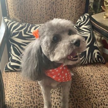 Mommies Pet Grooming - Poodle - Pet Groomers Near Me - El Paso, Texas Mommies Pet Grooming - Poodle - Pet Groomers Near Me - El Paso, Texas
